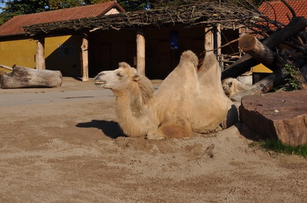 Another Camel